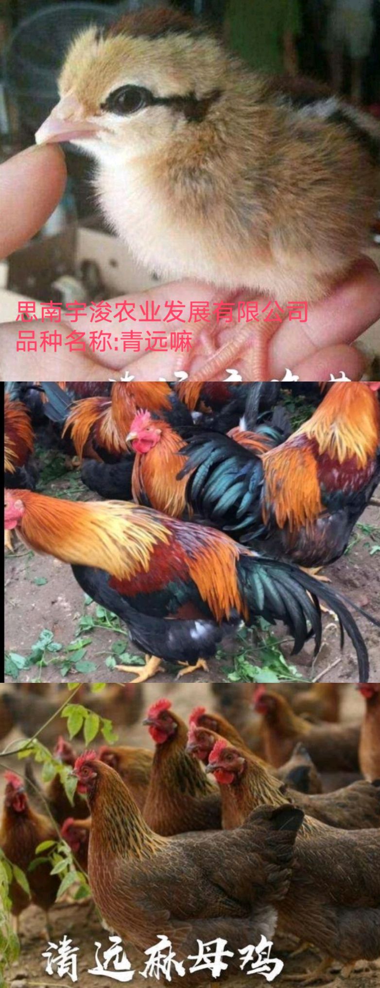 土鸡苗 青远嘛  厂家直供诚信卖家放心购买全国发