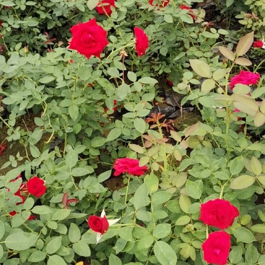 月季苗  月季花。品种月季花，色块苗木，