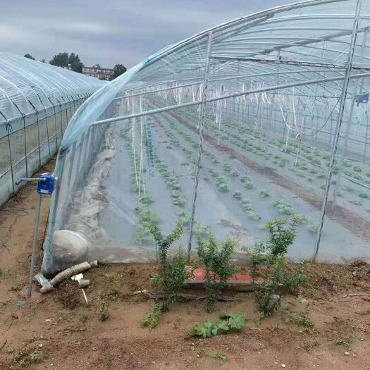 东光县春秋大棚 圆管大棚 椭圆管大棚 蔬菜大棚全国安装