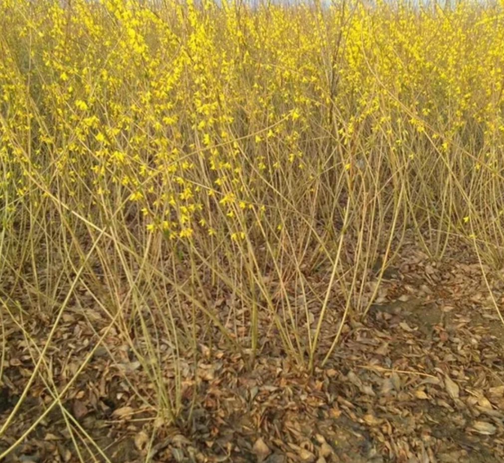 东北连翘苗 苗圃直销连翘树苗连翘小苗 黄老虎盆栽连翘球工程绿