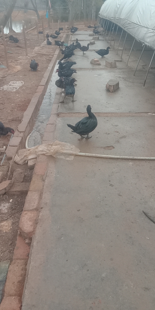  200天玉土公黑番鸭出售