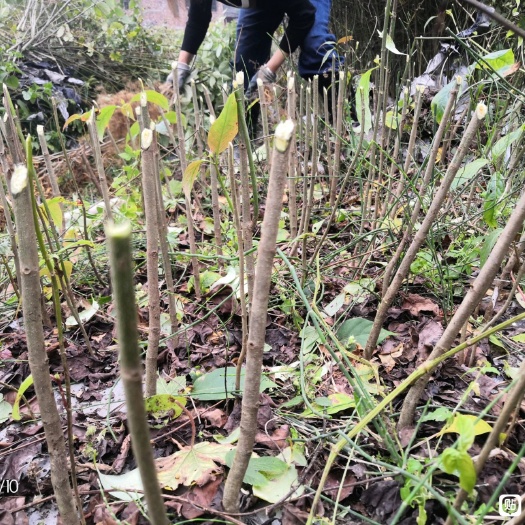锦屏县一百万两年钩藤苗，根茎粗壮，自己家里种的，现货