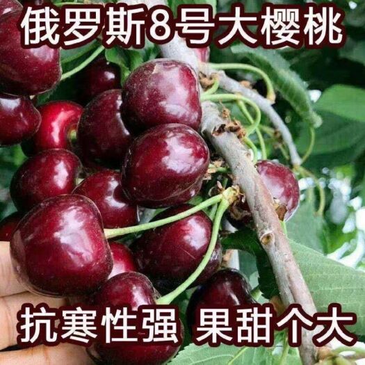 平邑县黑珍珠苗  矮化樱桃树苗：黑珍珠，车里子，美早 个大产量高，