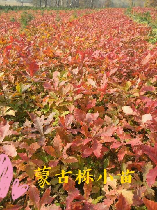 蒙古栎小苗