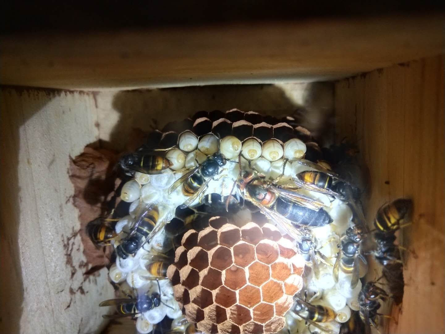 胡蜂 黄脚标准蜂群预定