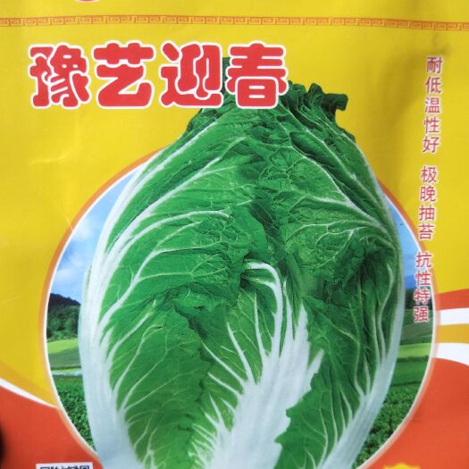 夏邑县白菜种子  早春种植，适应广，耐低温性好，极晚抽苔，抗性提高