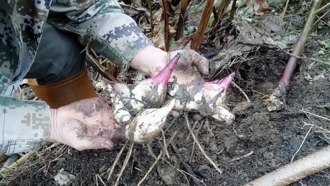 芭蕉芋淀粉  广东茂名信宜市特产农家自制正宗蕉芋粉天然无污染蕉芋粉