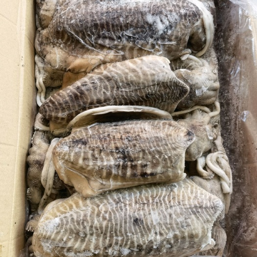福州 墨鱼批发一手货源