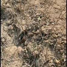 农大钙果苗根系发达，成活率高，口感好吃