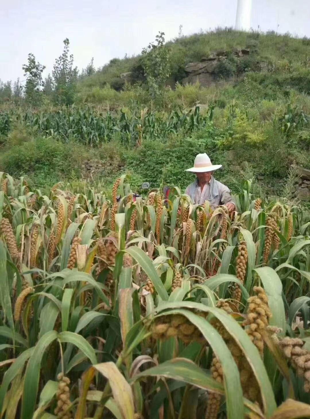 小米，黄小米，黄金苗，山地小米，小米，酿酒小米，品种齐全
