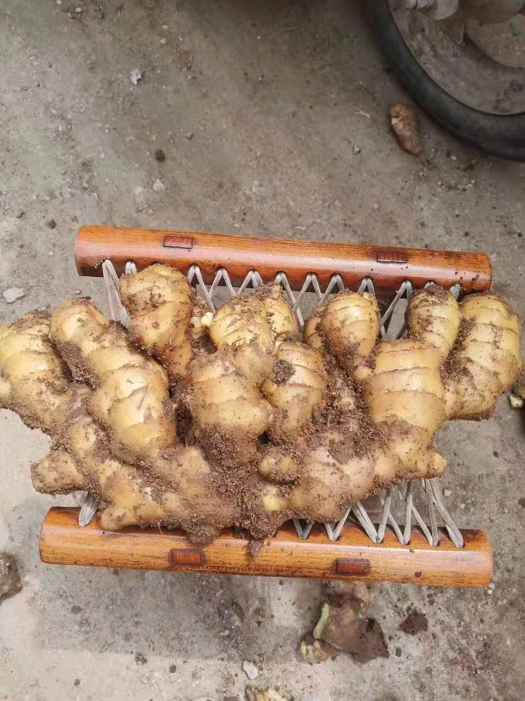 山东生姜产地 优质大黄姜 小黄姜 质量保证 货源充足 价格优