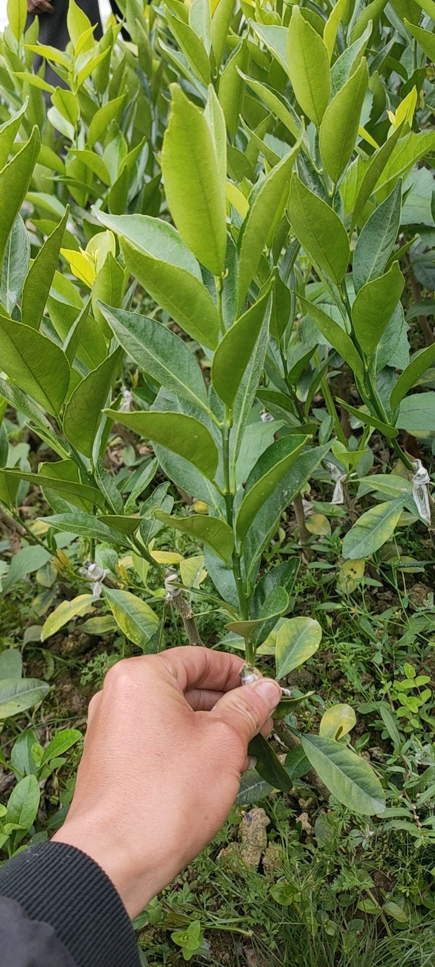  柠檬砧木新会柑苗