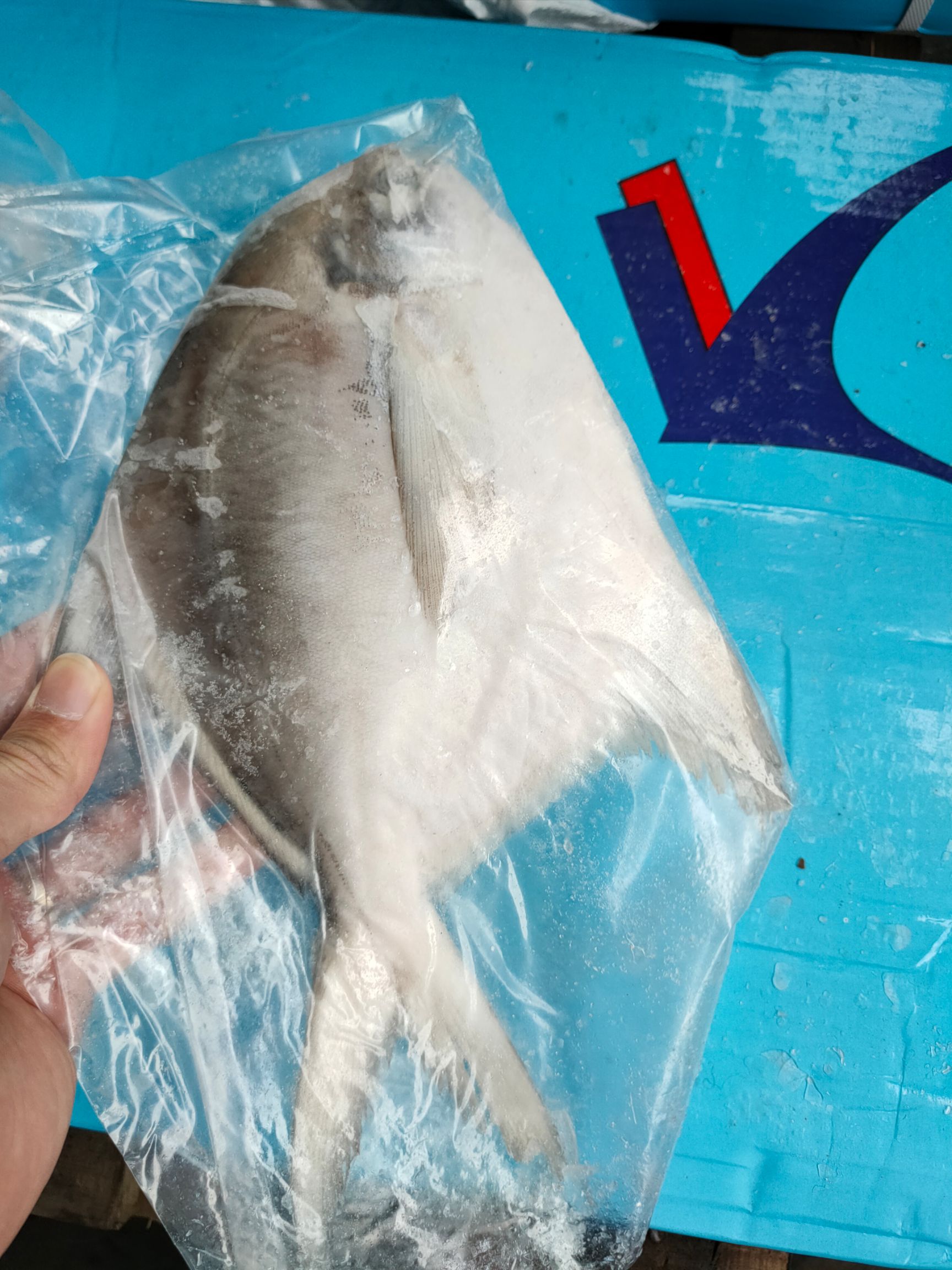 银鲳鱼  白鲳批发鲳鱼批发一手货源