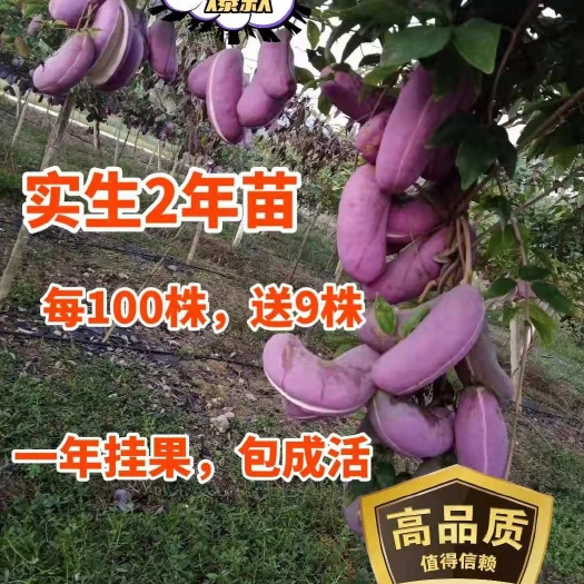 古丈县八月瓜苗  优良【少籽皮薄大果】精品2年紫果亩产7千斤，包回收。