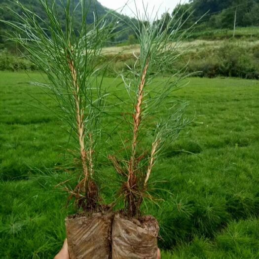 油松苗  油松营养袋苗，三年生营养袋苗大量有货，高度15公分