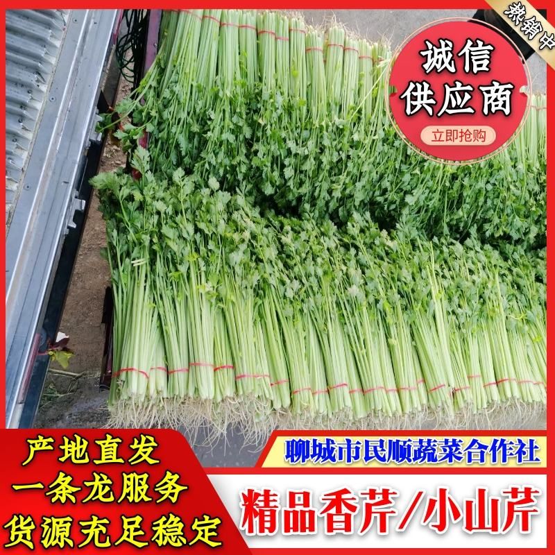 山东聊城万亩大棚山芹 小香芹 大量上市供应中，产地一手货源
