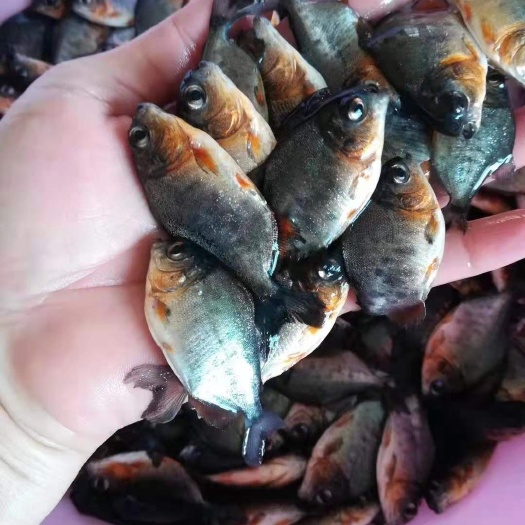 红鲳鱼苗 新品红鲳淡水白鲳热带鱼淡水养殖食用淡水白鲳鱼苗活体
