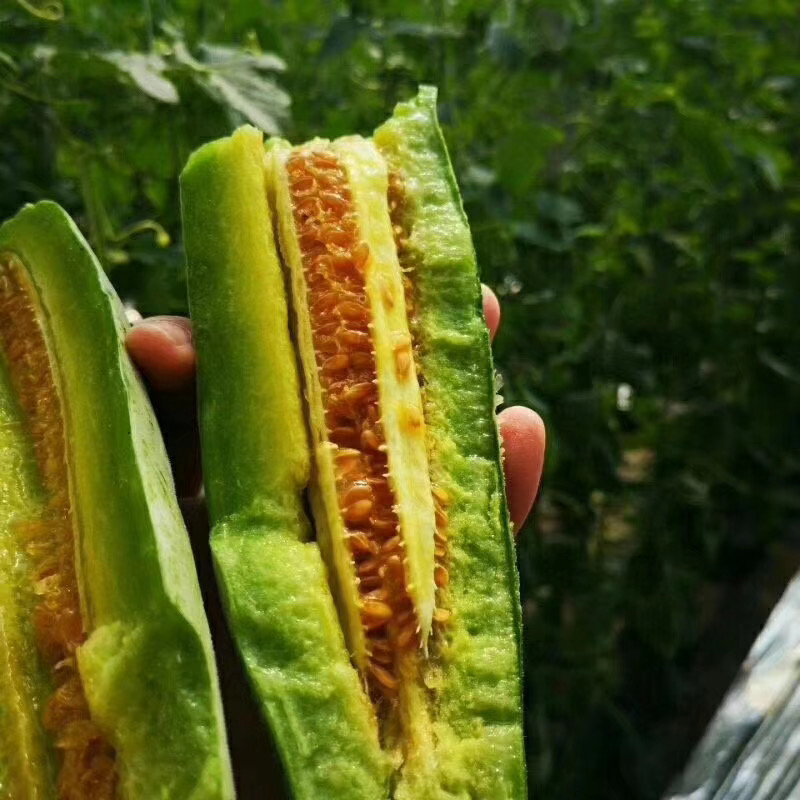 博洋甜瓜  山东博洋61，大量上市中，质量保证，货源充足
