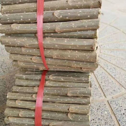 泊头市107速生杨  107无絮速生杨，杨树苗种条及插段