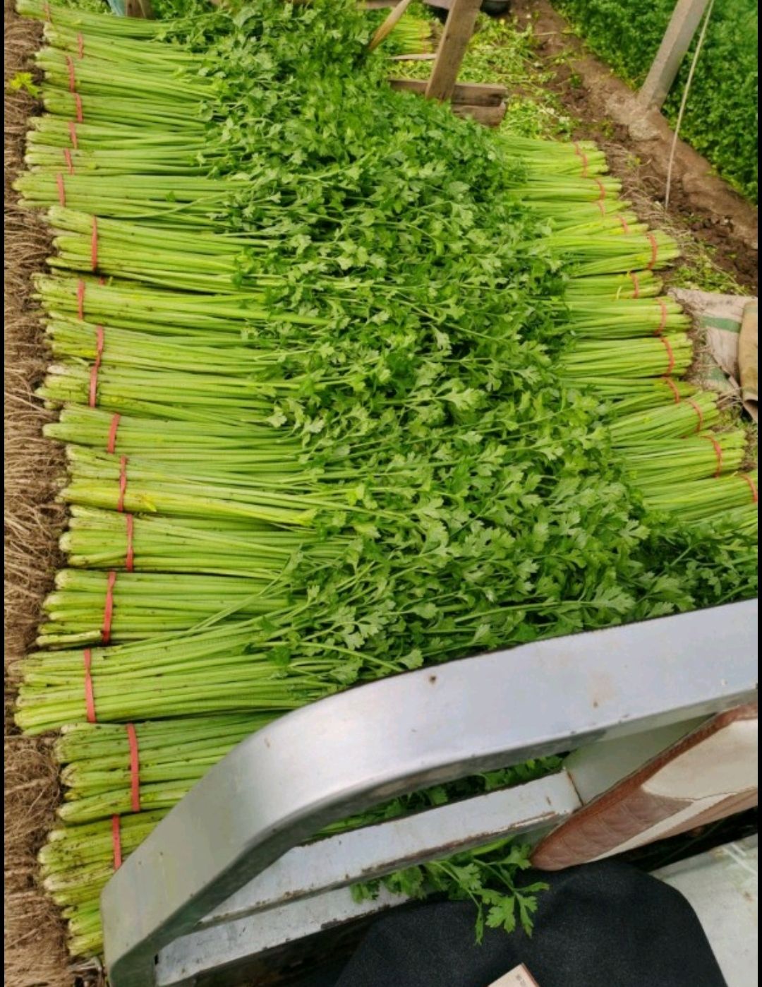 山东聊城万亩大棚山芹 小香芹 大量上市供应中，产地一手货源