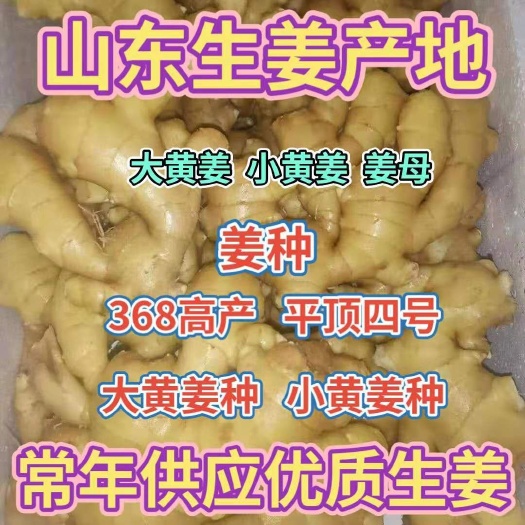 沂水縣山東生姜產(chǎn)地 優(yōu)質(zhì)大黃姜 小黃姜 質(zhì)量保證 貨源充足 價(jià)格優(yōu)