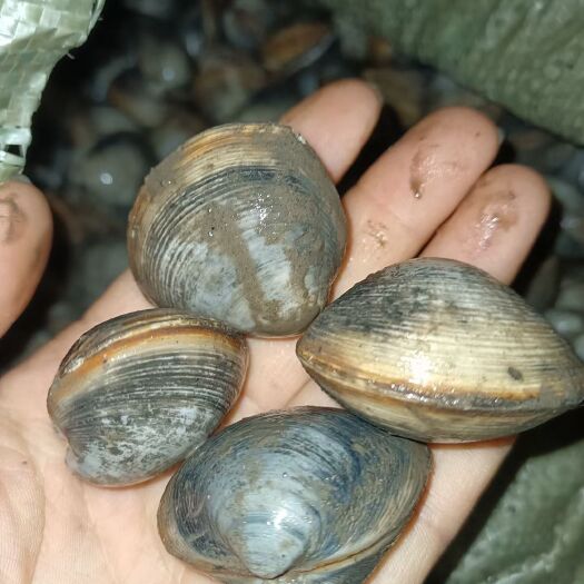 东营 东营入海口白蛤，肥度高，吐沙快，小泵货