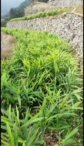 小黄姜  生姜种_地窖贮藏精品高山小黄 姜
