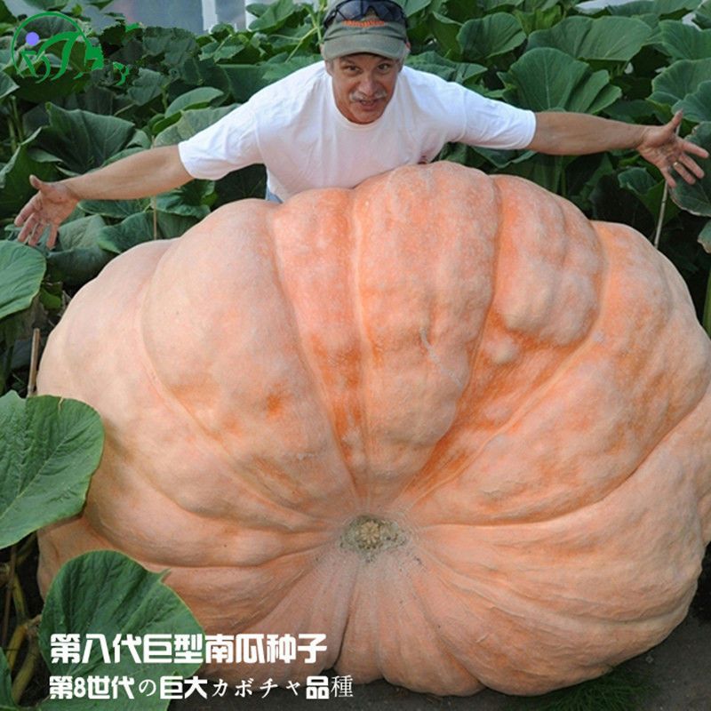 巨型南瓜种子。试种成功。