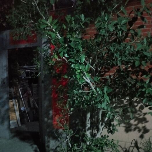 泉州 天下榕树苗，适合症院裁培，成活10O%