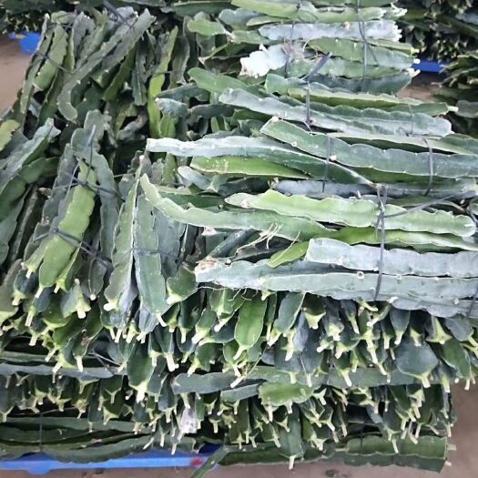 大新县红心火龙果苗  现有一批无刺火龙果苗出售，量大，有意者可以联系