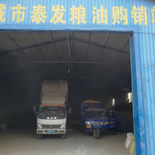 石家庄黄大豆  本地一级大豆，美湾大豆