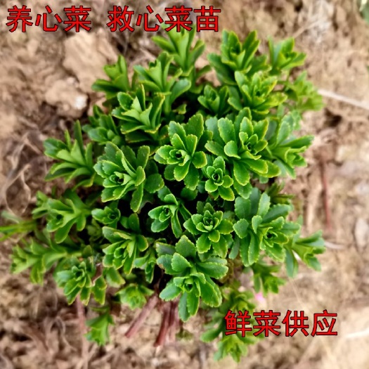 养心菜苗救心菜苗费菜景天三七高钙菜鲜菜供应