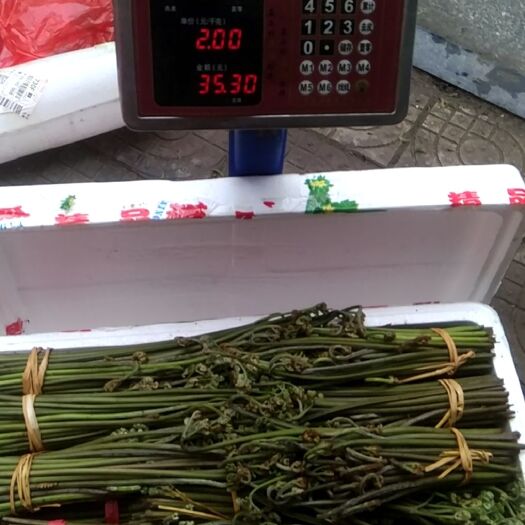 东安县山野菜  
新货有了。大山里的野菜:蕨菜。
