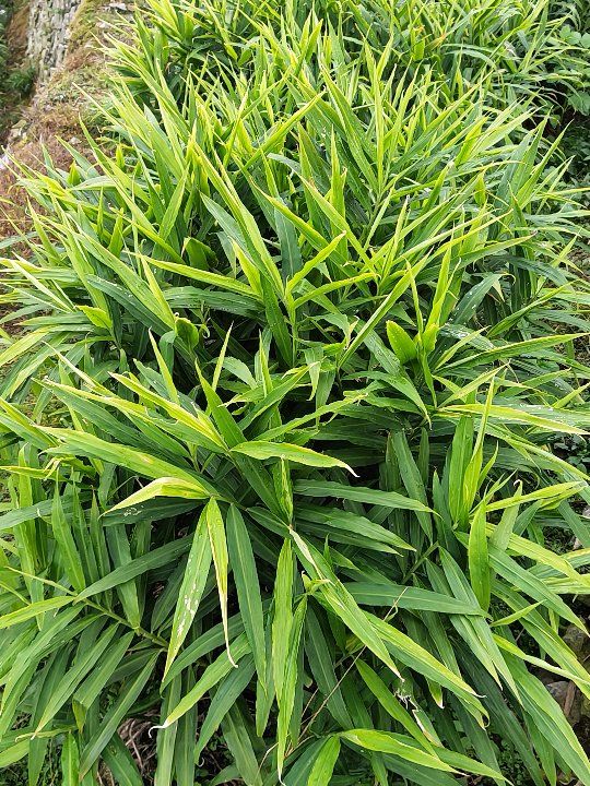 小黄姜  生姜种_地窖贮藏精品高山小黄 姜