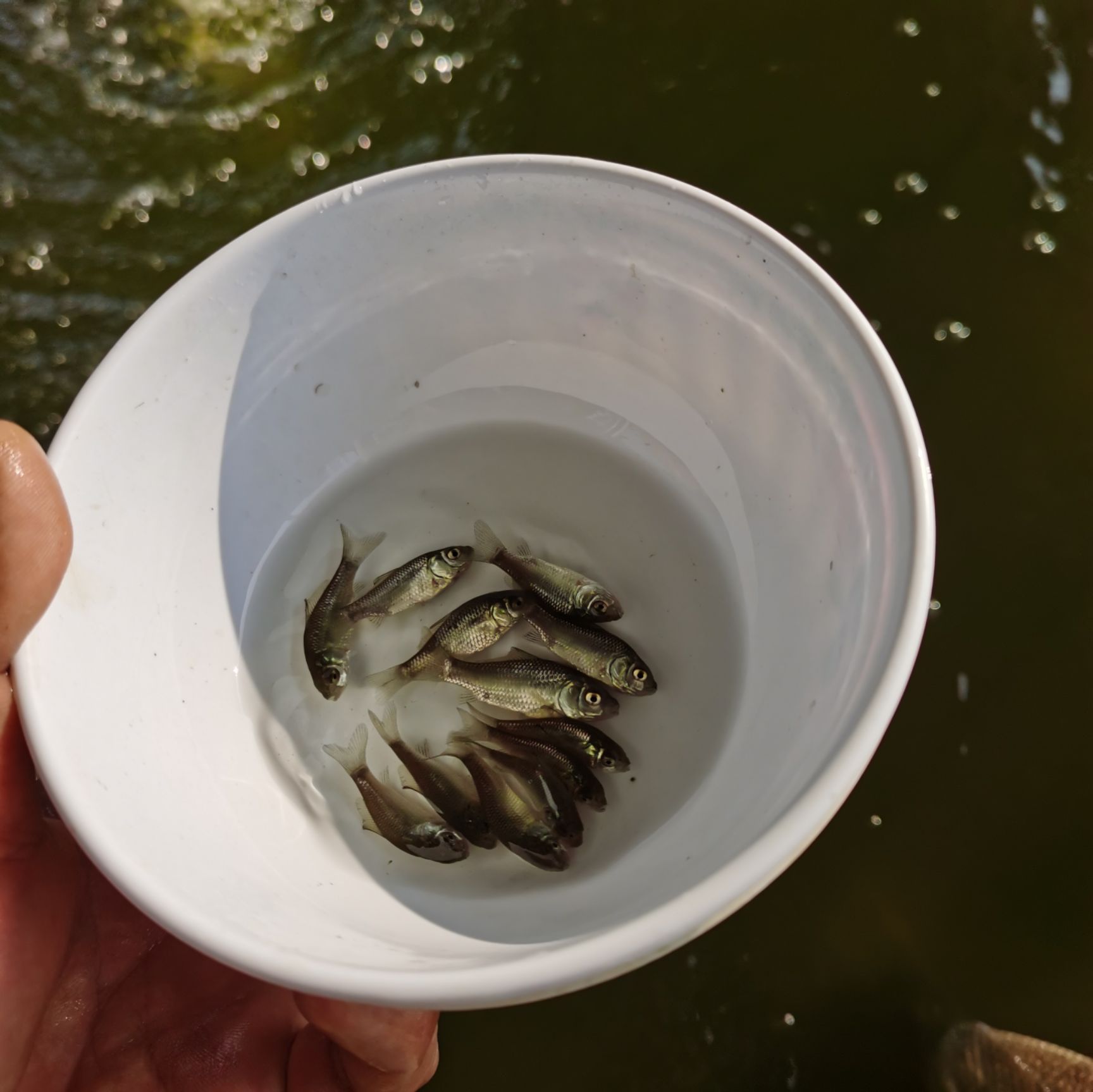 2021年鲫鱼苗新苗上市 中科鲫鱼苗 霸王鲫 丰产鲫 银鲫鱼