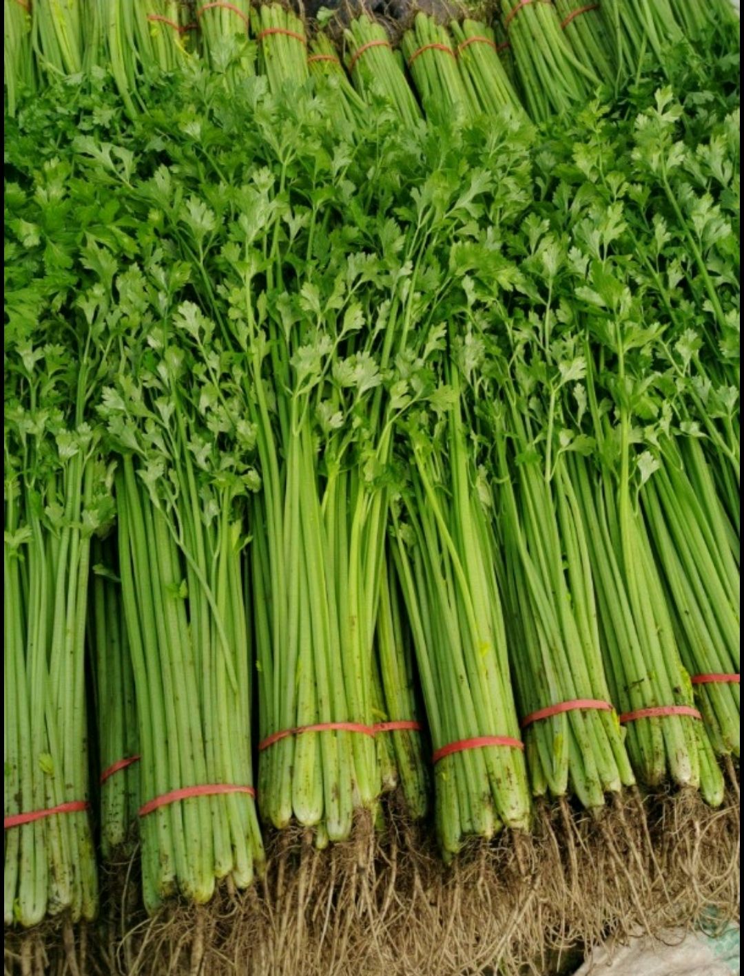 山东聊城万亩大棚山芹 小香芹 大量上市供应中，产地一手货源