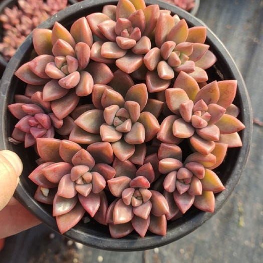 青州市 姬胧月多肉植物12厘米盆