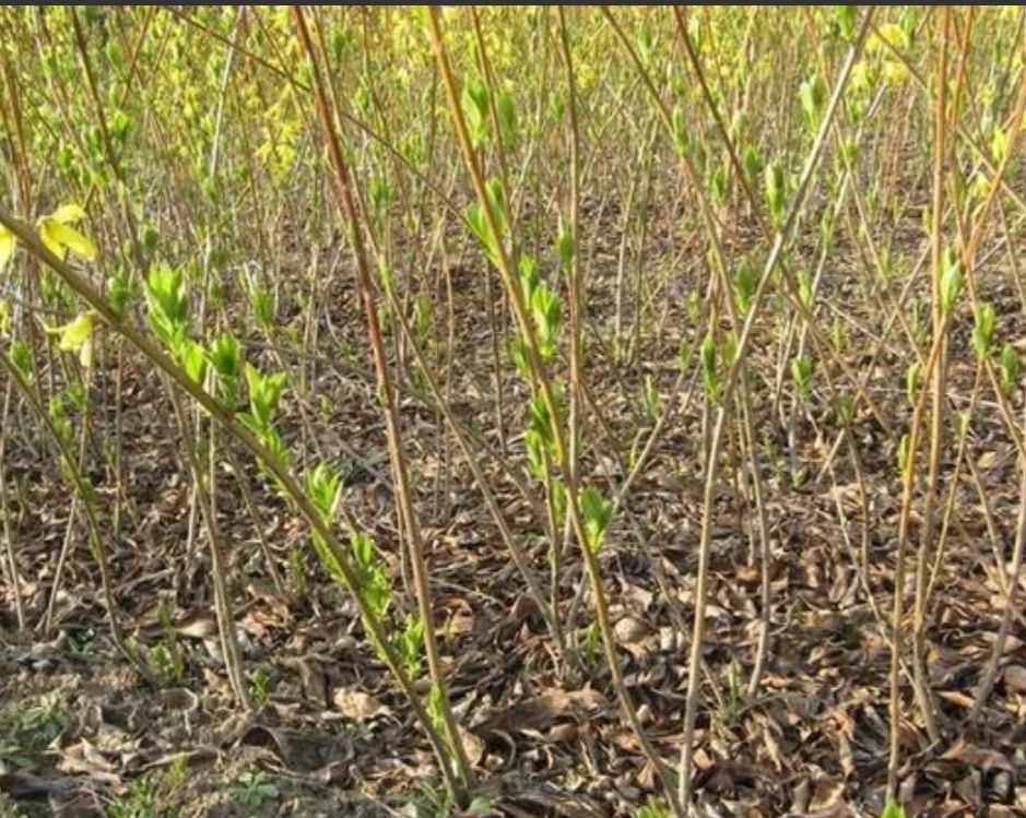 东北连翘苗 苗圃直销连翘树苗连翘小苗 黄老虎盆栽连翘球工程绿