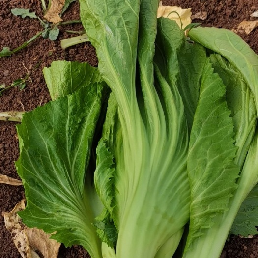 嵩明縣包心芥菜