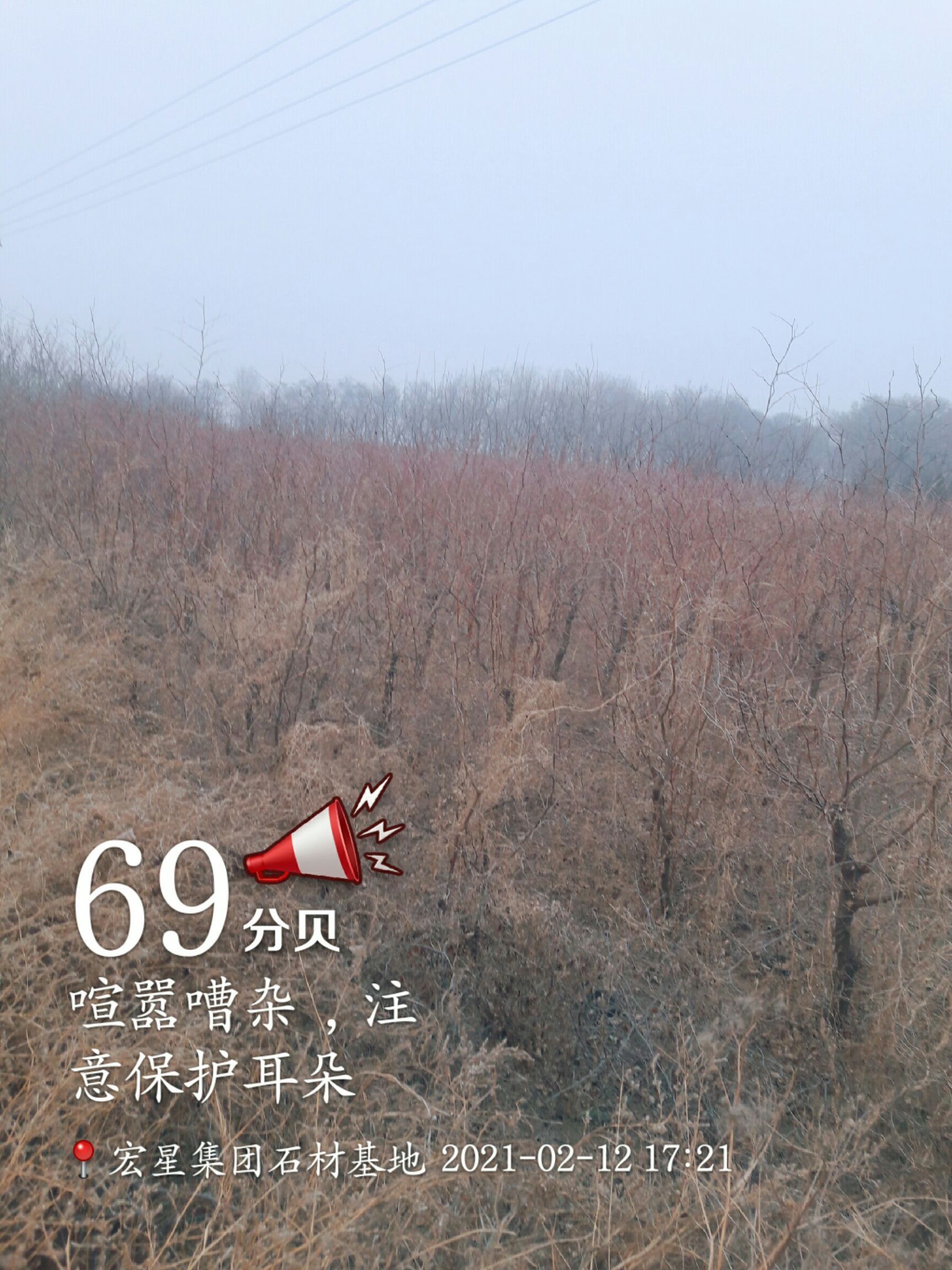 酸枣砧木  8年生枣树