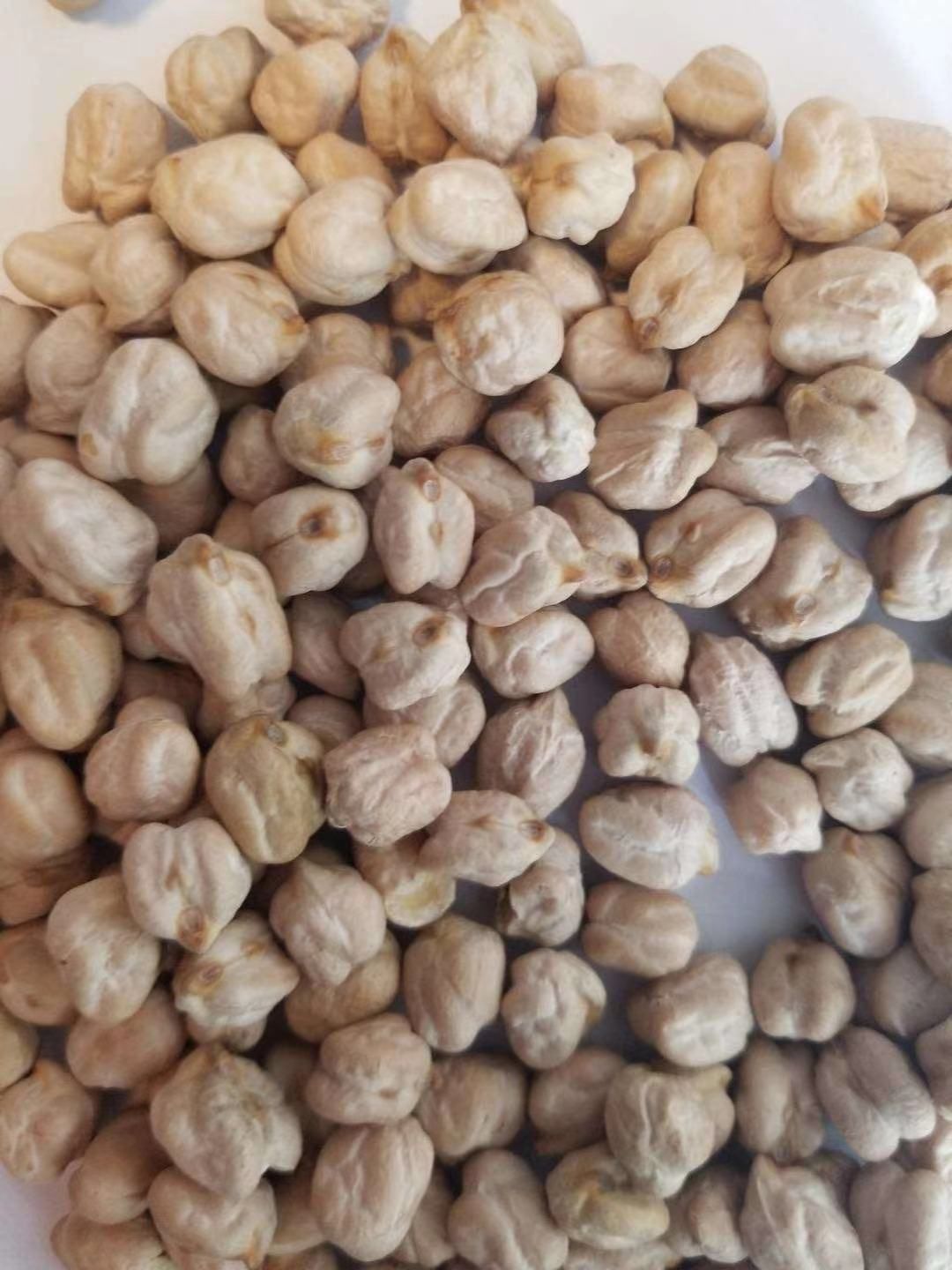 临沂鹰嘴豆，源头厂家直销，颗粒大，均匀饱满，当年新货