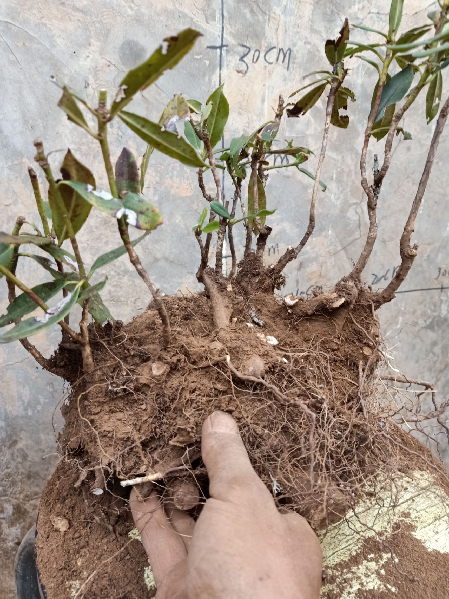 粉鹤杜鹃  马樱花水红花安图发货