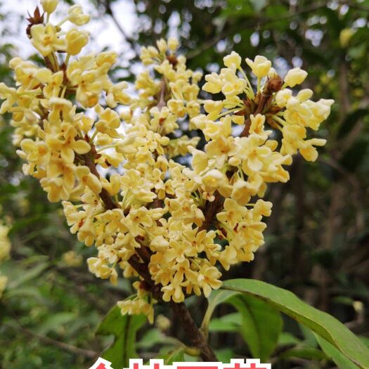 咸宁黄金桂花树  桂花树/八月桂/金桂/丹桂/血桂