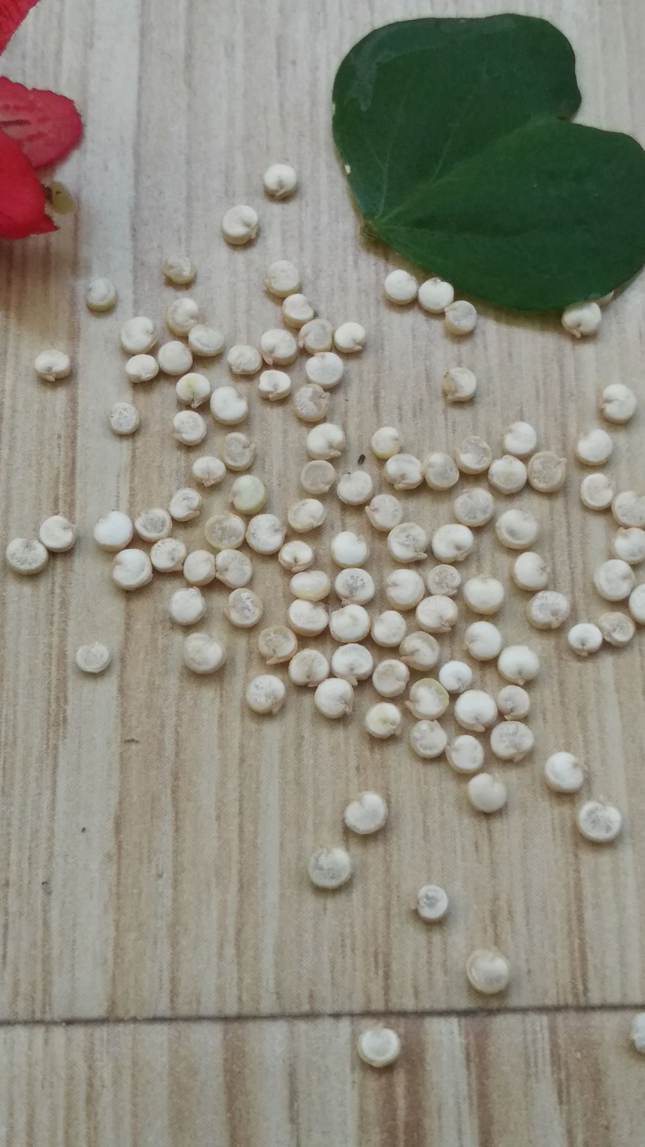 白藜麦 ，实力老板看过来，只做大宗批发。质量没问题手续齐全。