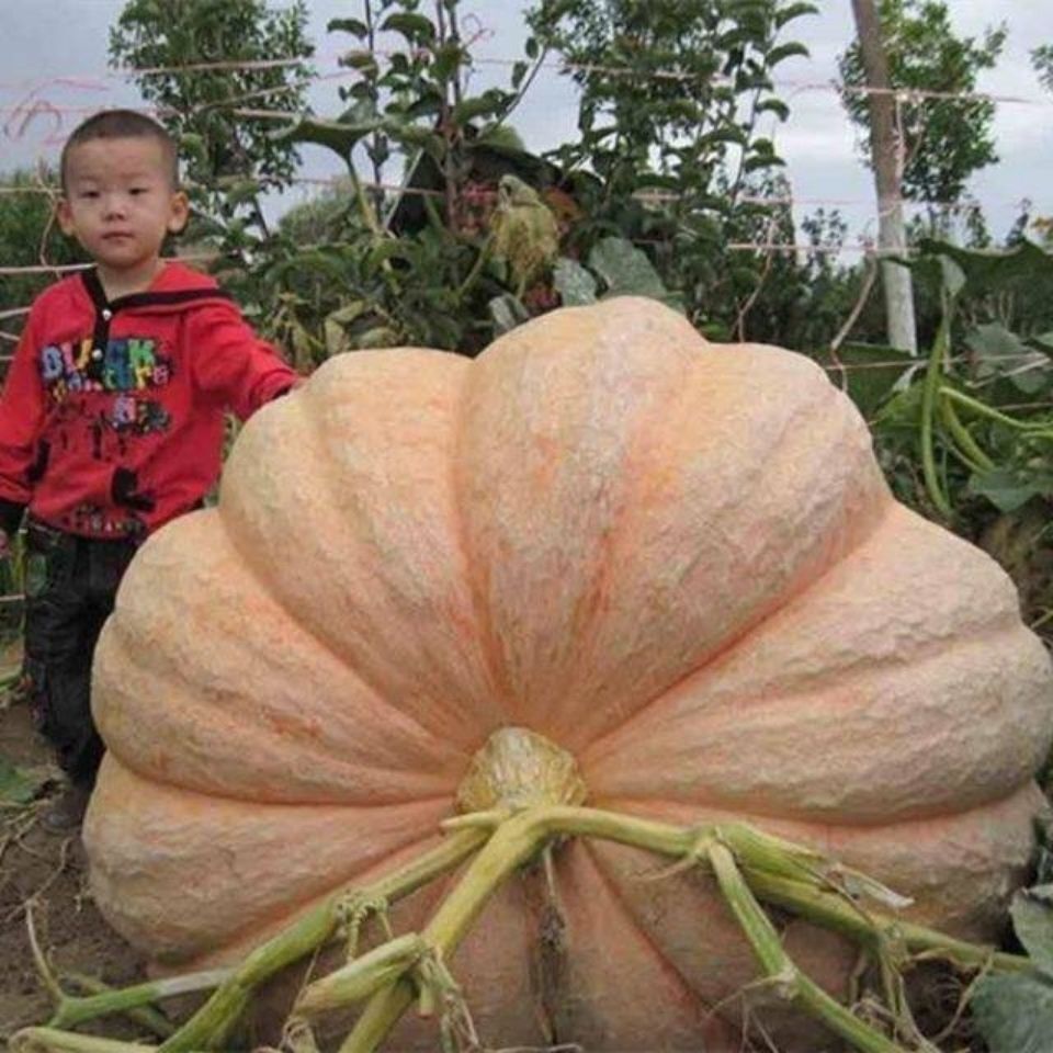 巨型南瓜种子。试种成功。