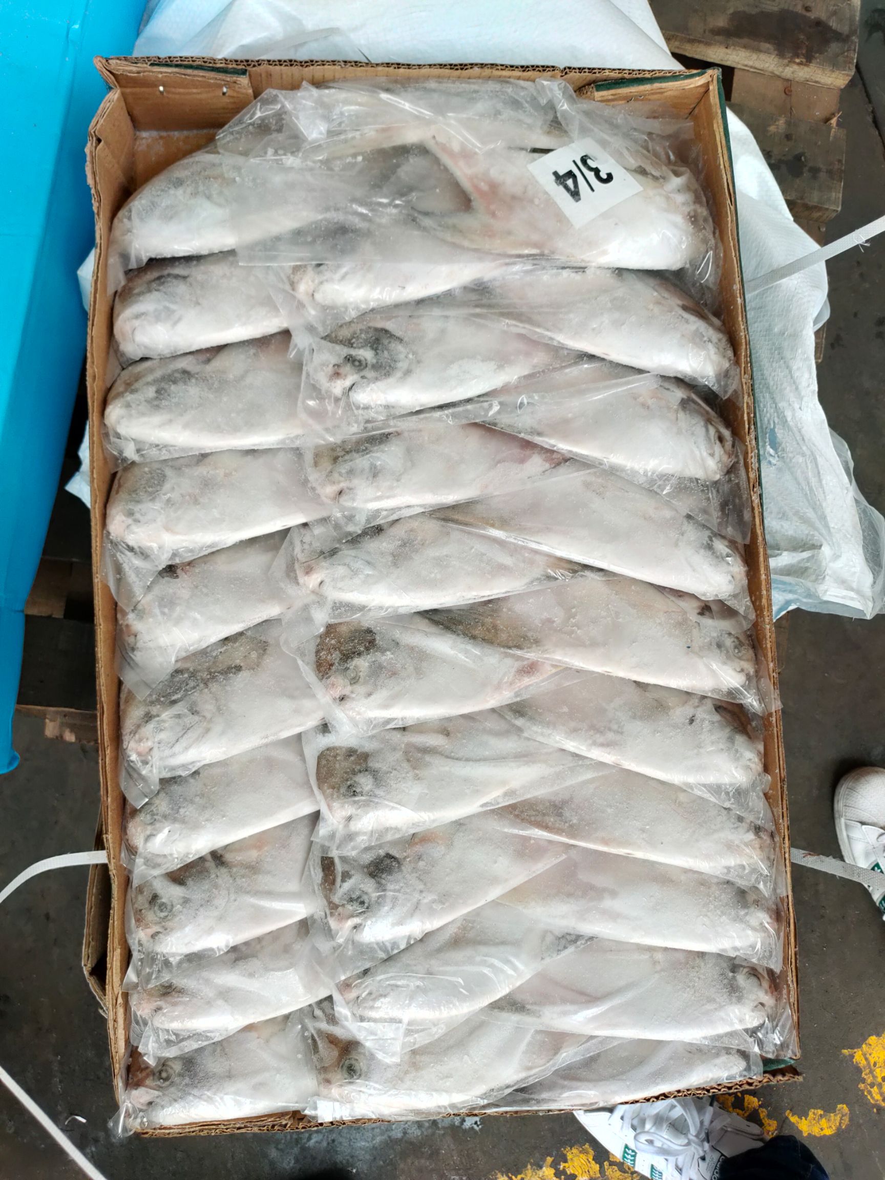 银鲳鱼  白鲳批发鲳鱼批发一手货源