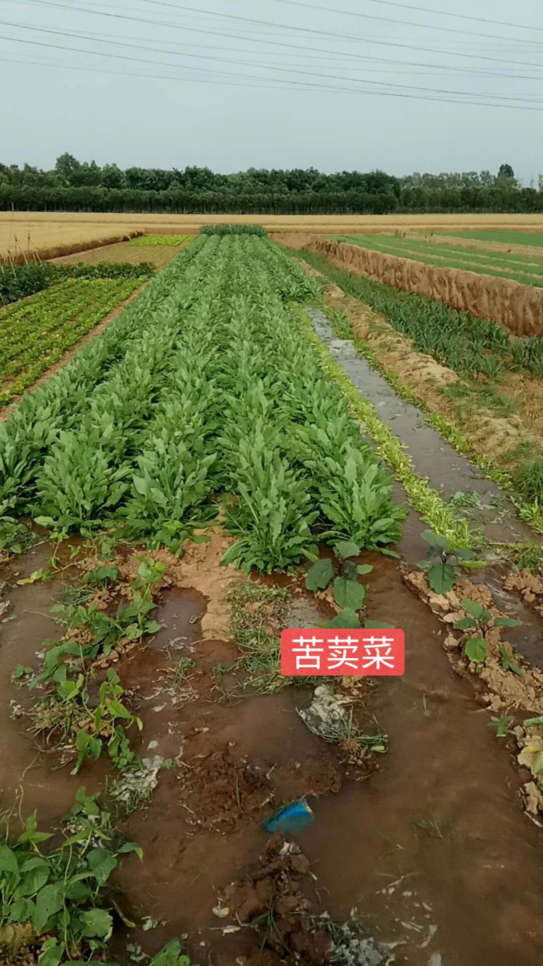 苦菜种子  苦荬菜种子苦荬菜山莴苣种子鹅菜八月老苦麻菜种子