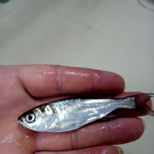 南宁缩骨鳙鱼苗  花鲢鱼苗