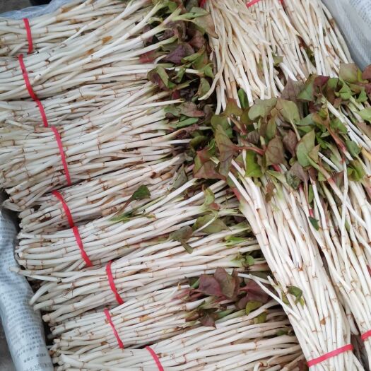 夹江县鱼腥草