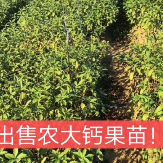 海城市农大钙果苗4567---123年保证纯度